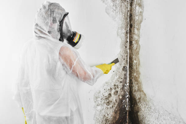 Best Same-Day Mold Removal  in Newport East, RI