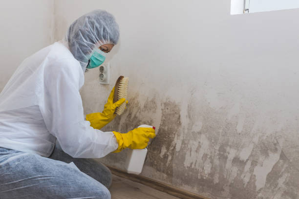 Best Mold Damage Repair  in Newport East, RI