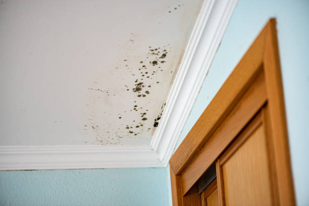 Best Mold Testing  in Newport East, RI