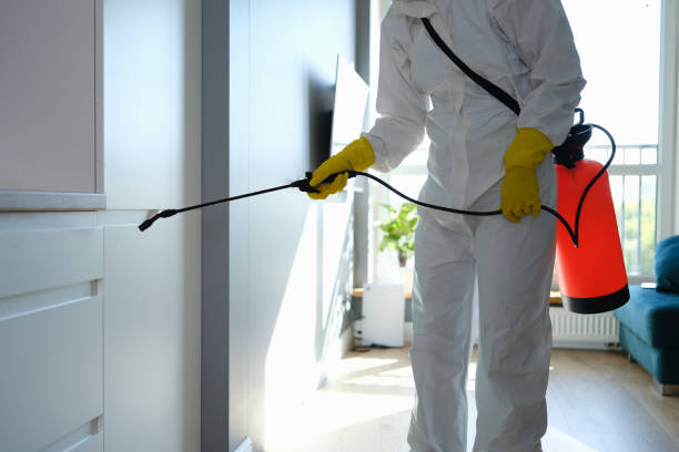Professional Mold Removal in Newport East, RI